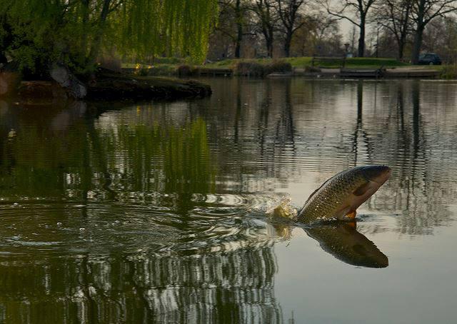 ce e mai bun decat un boiles ? - sare1.jpg